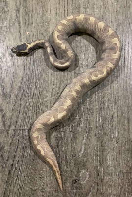 animal image