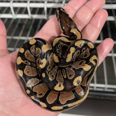 animal image