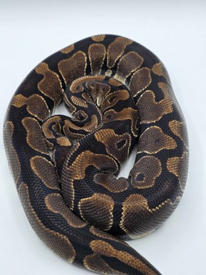 animal image