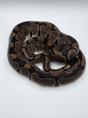 animal image