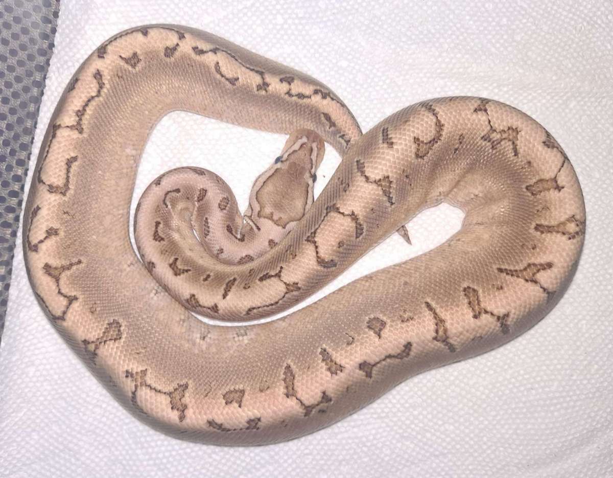 animal image