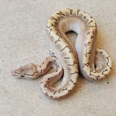 animal image