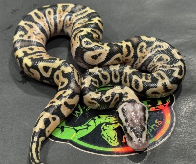 animal image