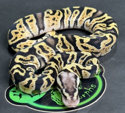 animal image