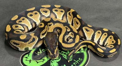 animal image
