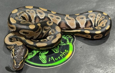 animal image