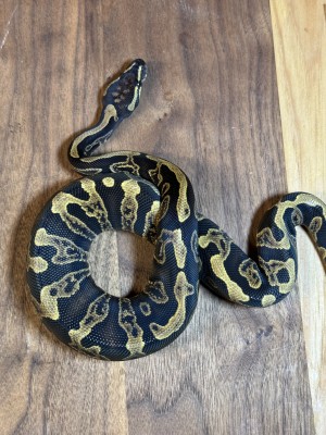 animal image