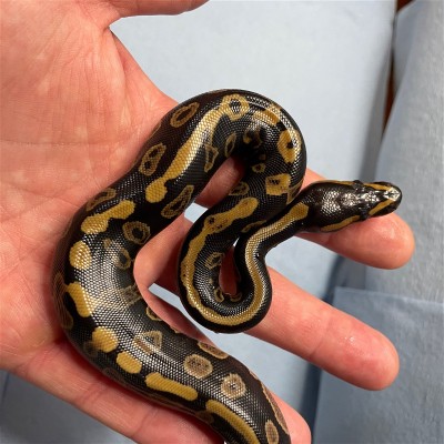 animal image