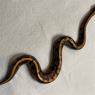 animal image