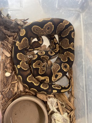 animal image
