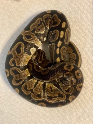 animal image