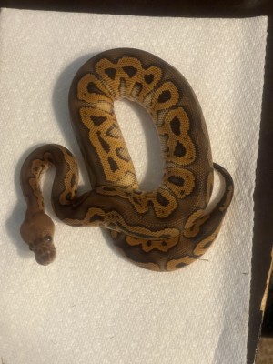 animal image