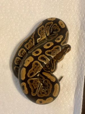 animal image