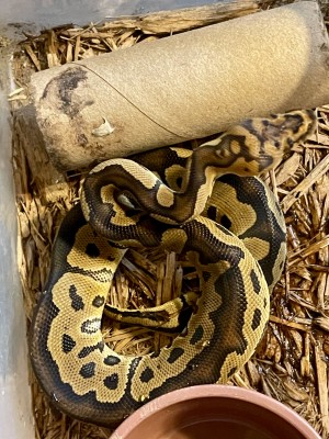 animal image