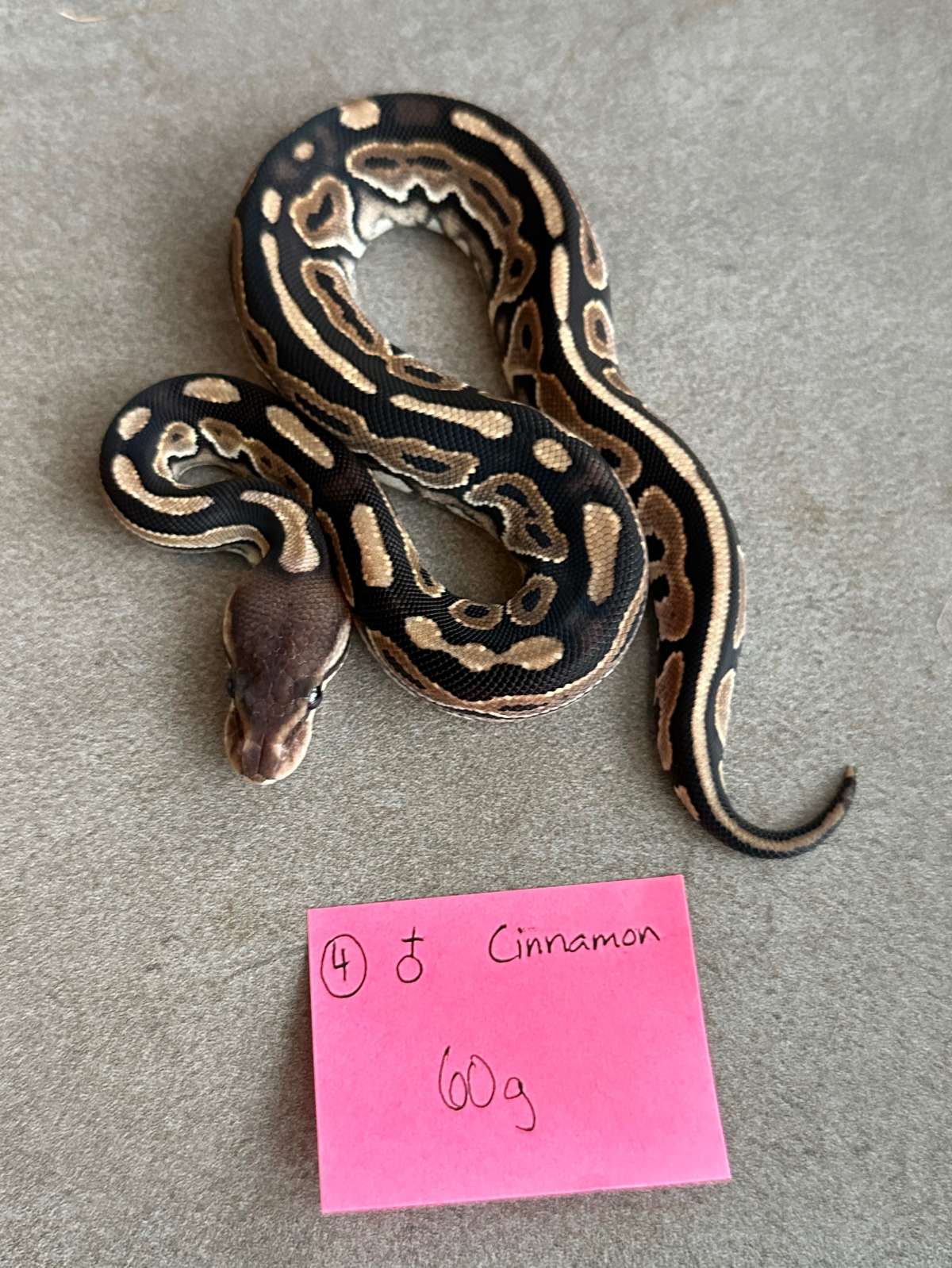 animal image