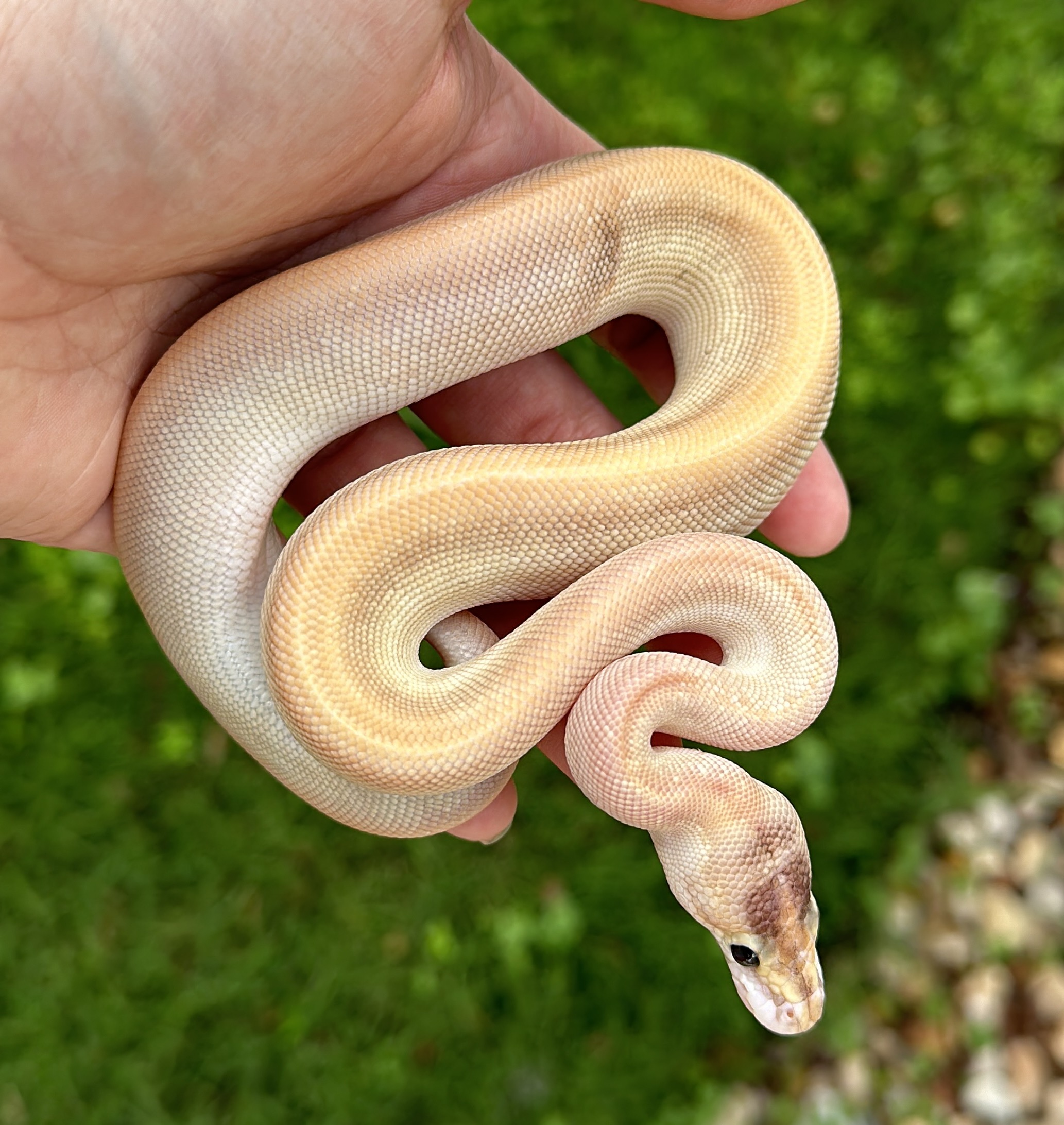 animal image