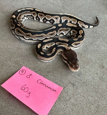 animal image