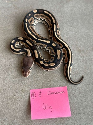 animal image