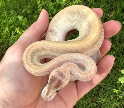 animal image