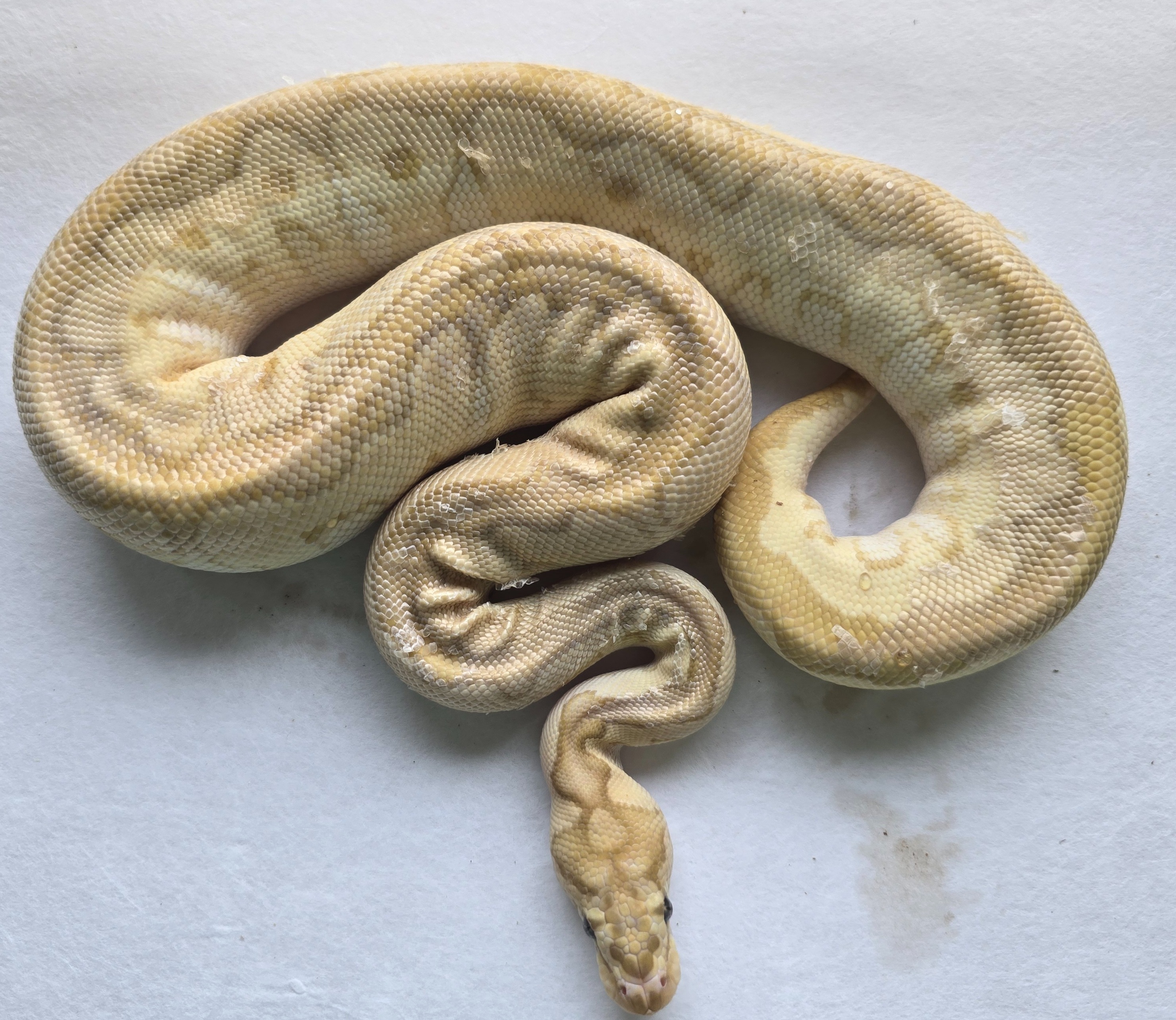 Banana Lesser Clown