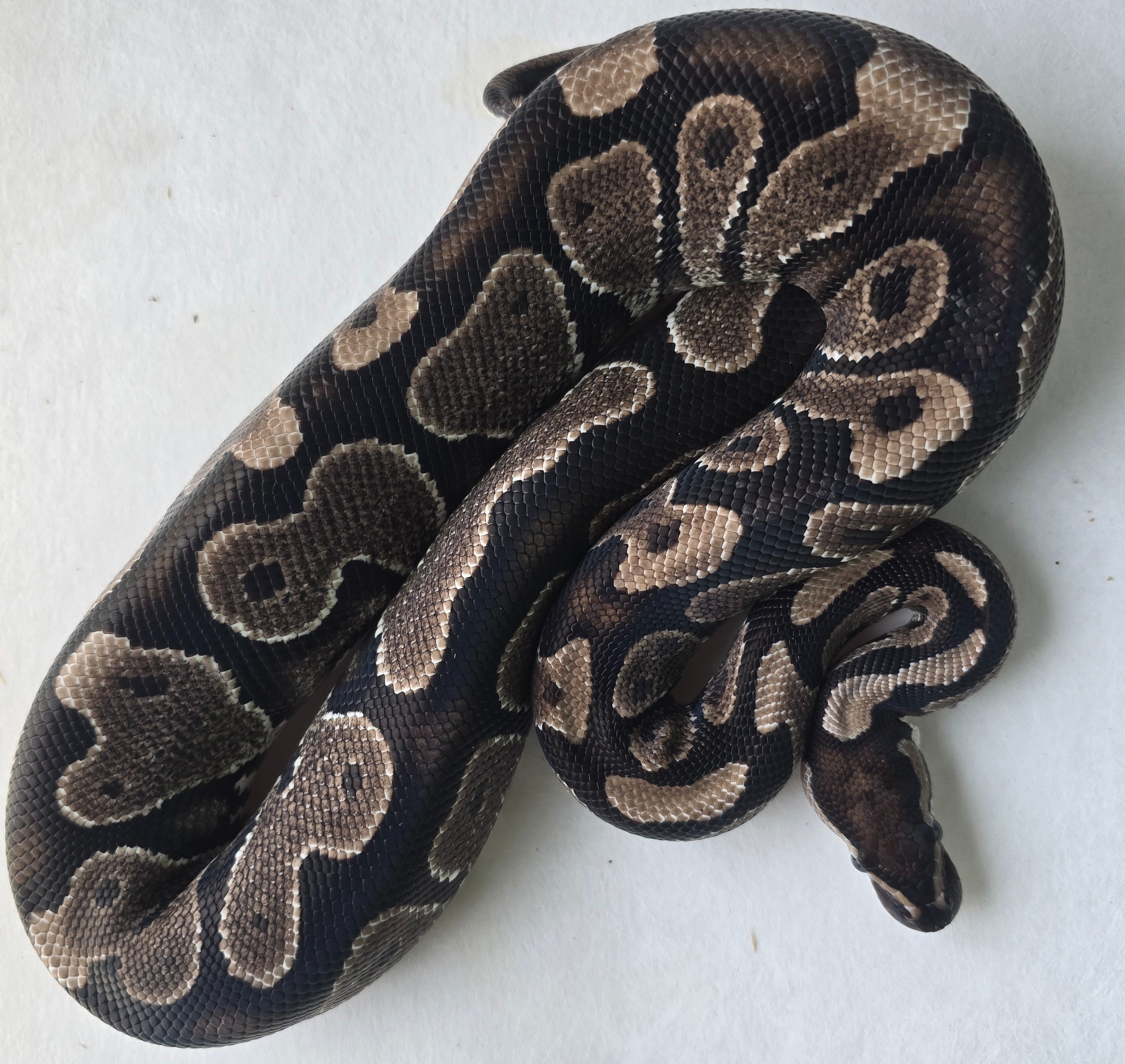 Gravel VPI Axanthic