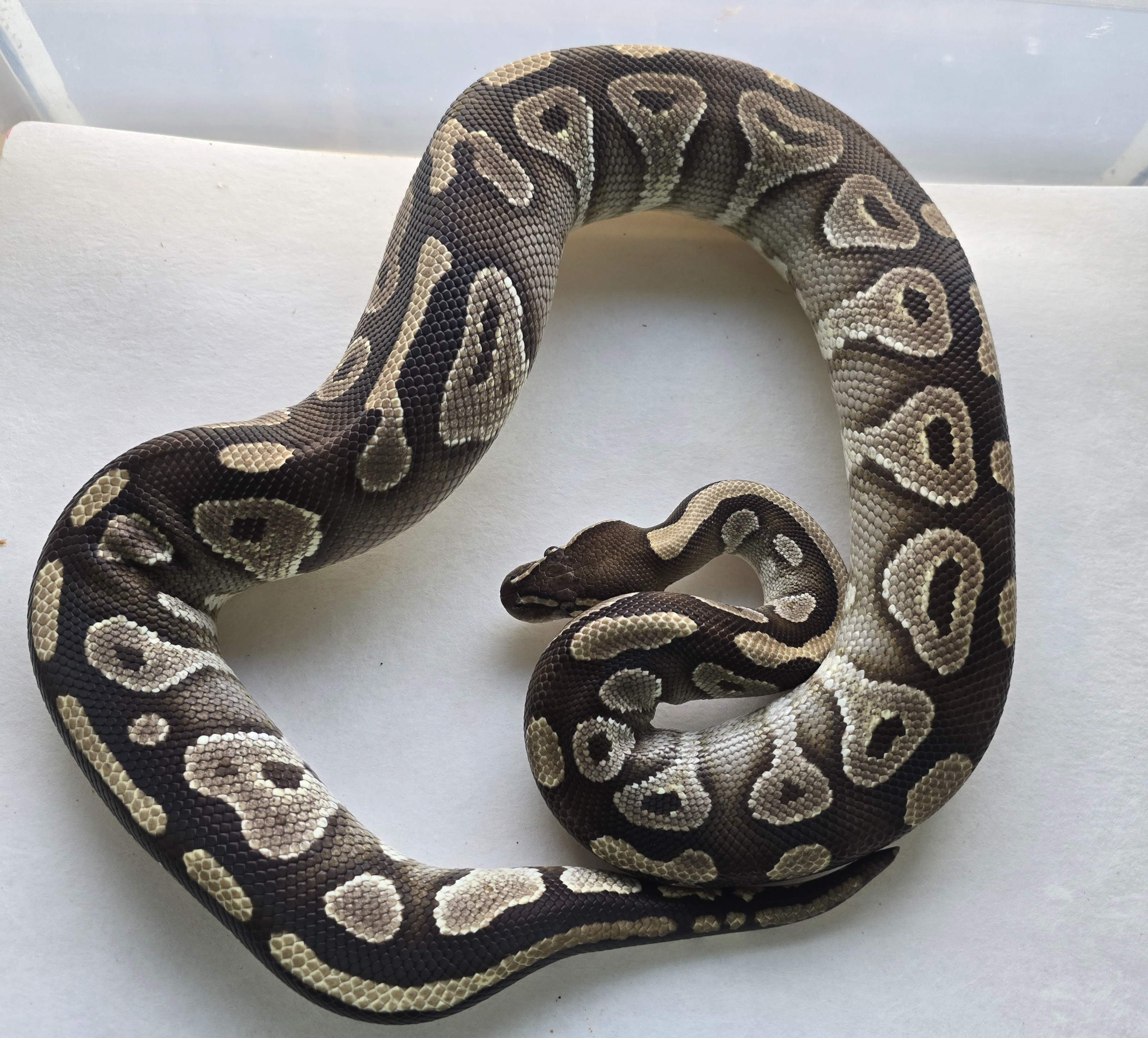 Mojave 2