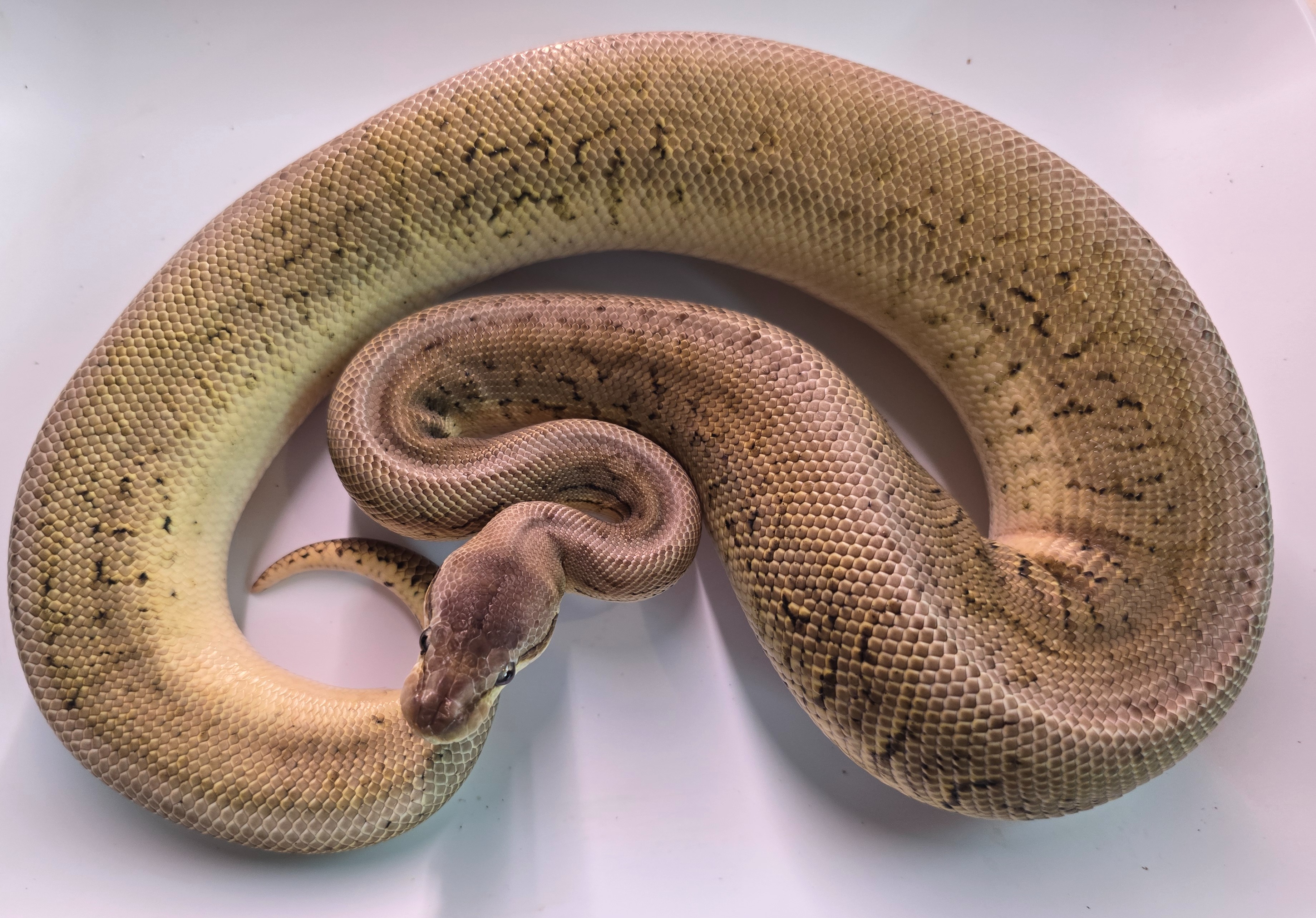 Pewter Blast Het Snow Poss Sandblast