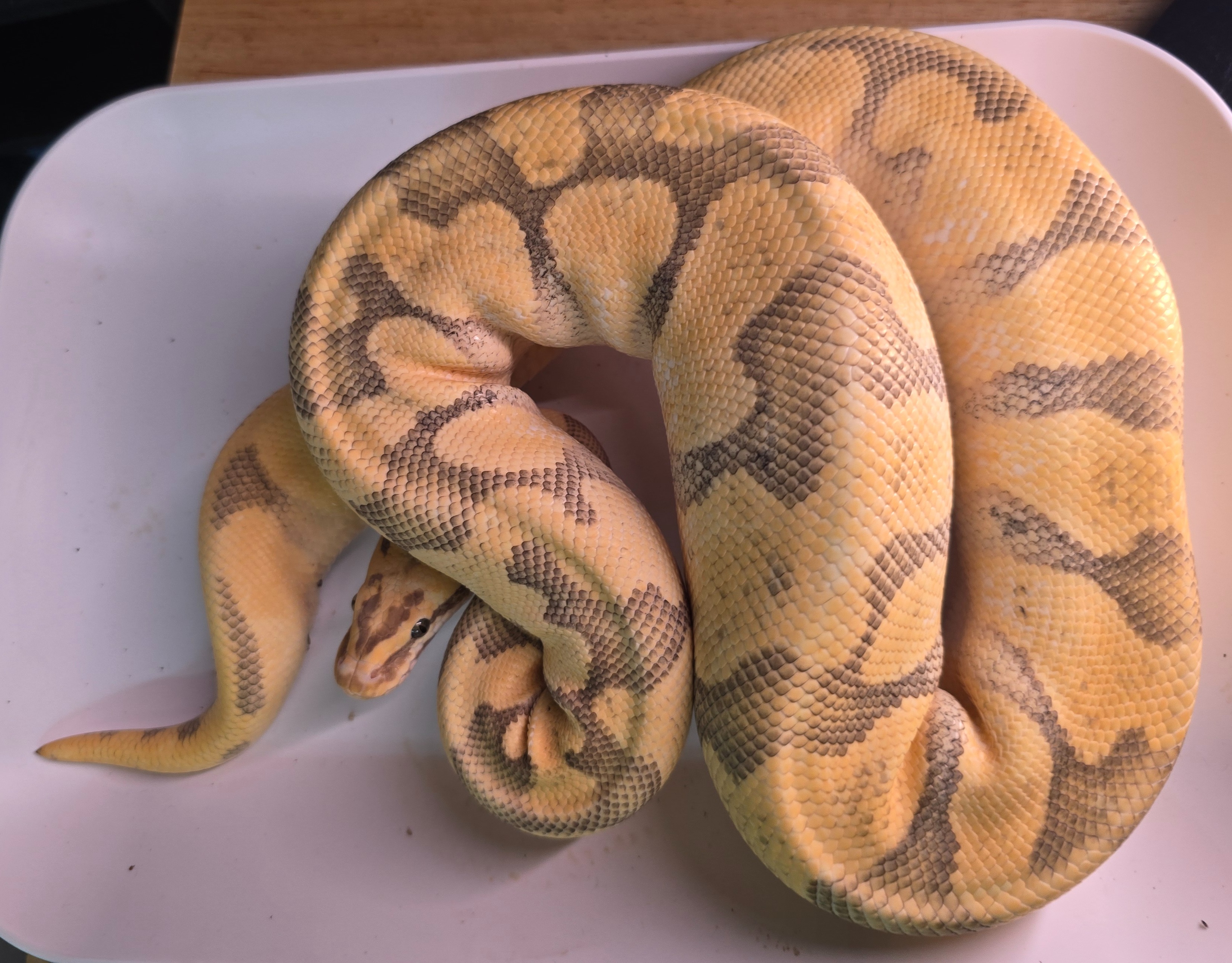 Super Enchi Vanilla Orange Ghost