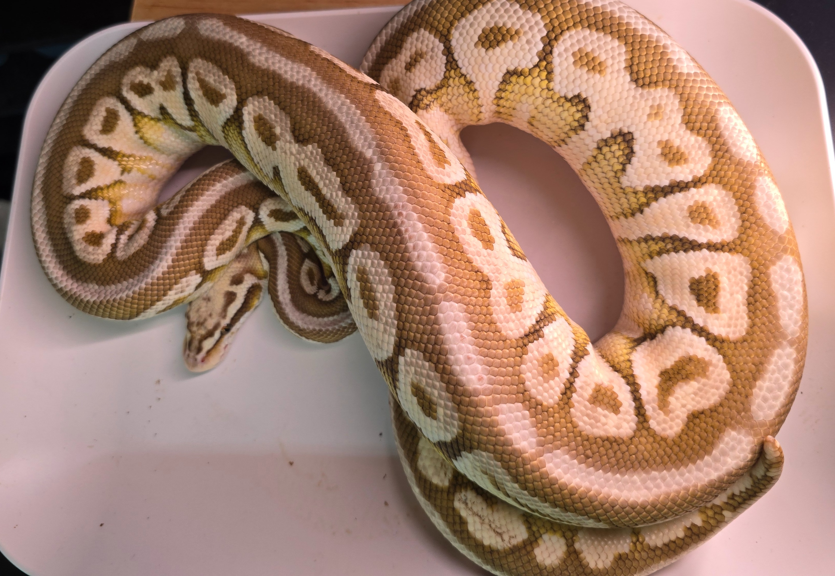 Pastel Butter Spotnose