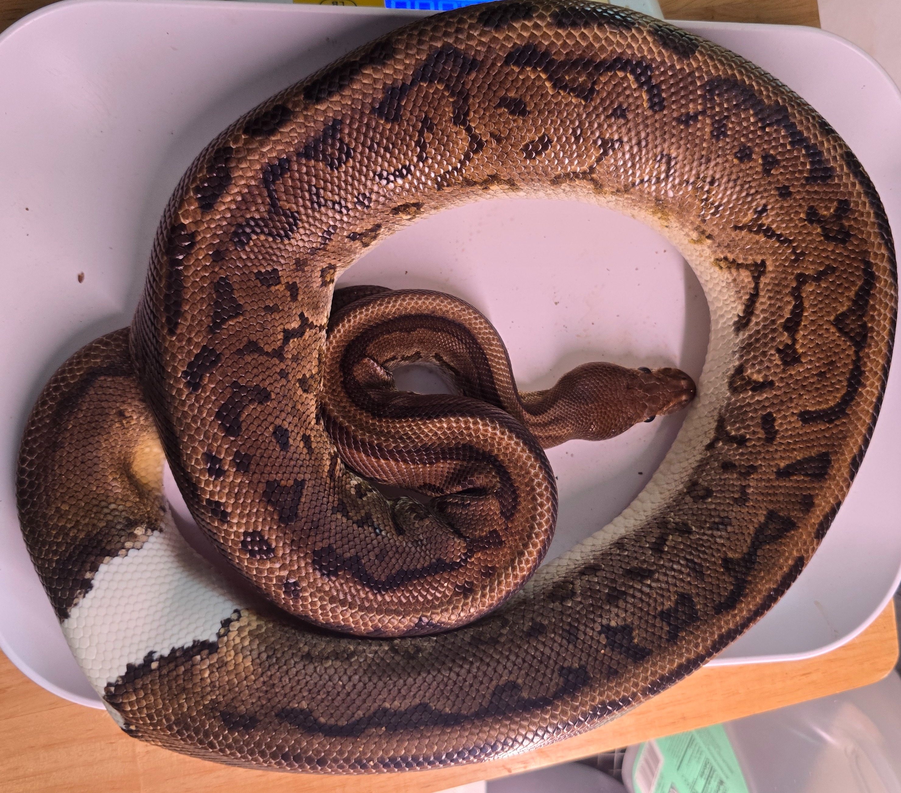 Orange Dream Black Pastel Pinstripe Leopard Ringer