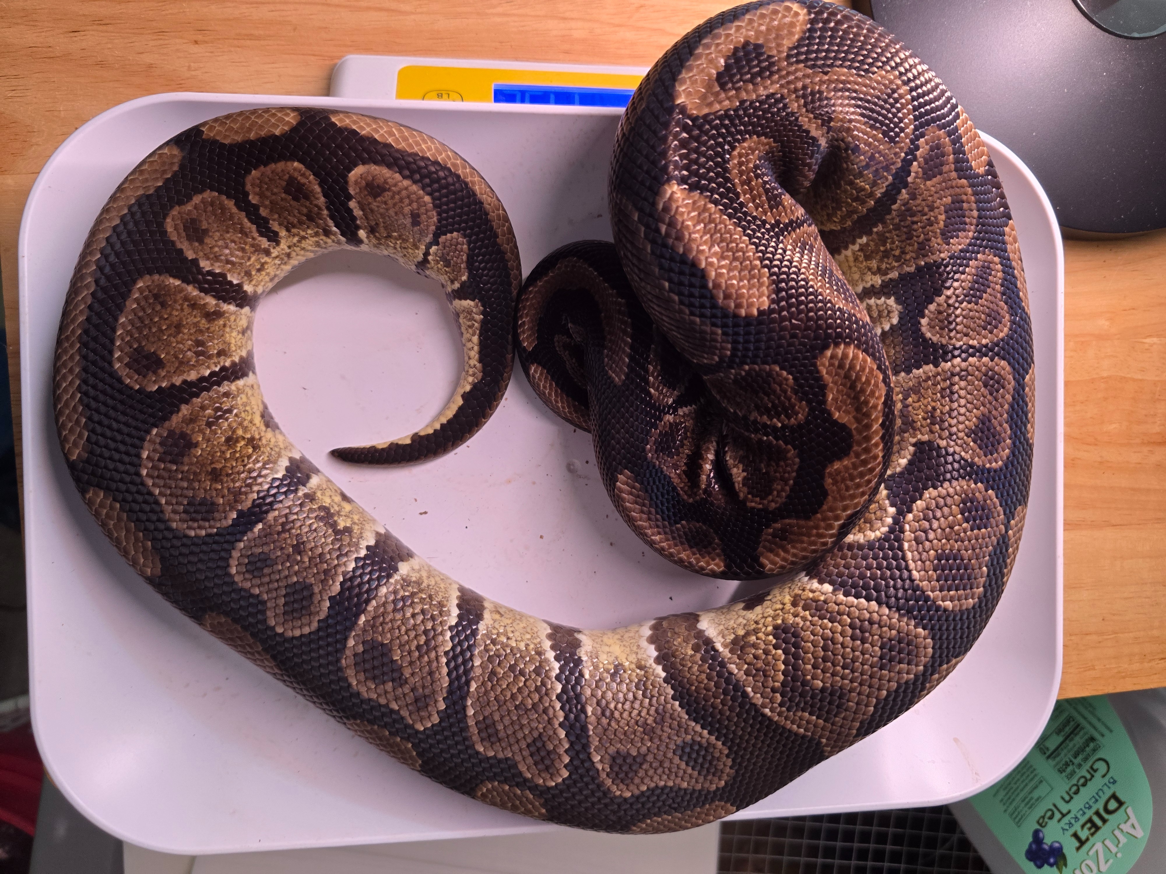 Kala