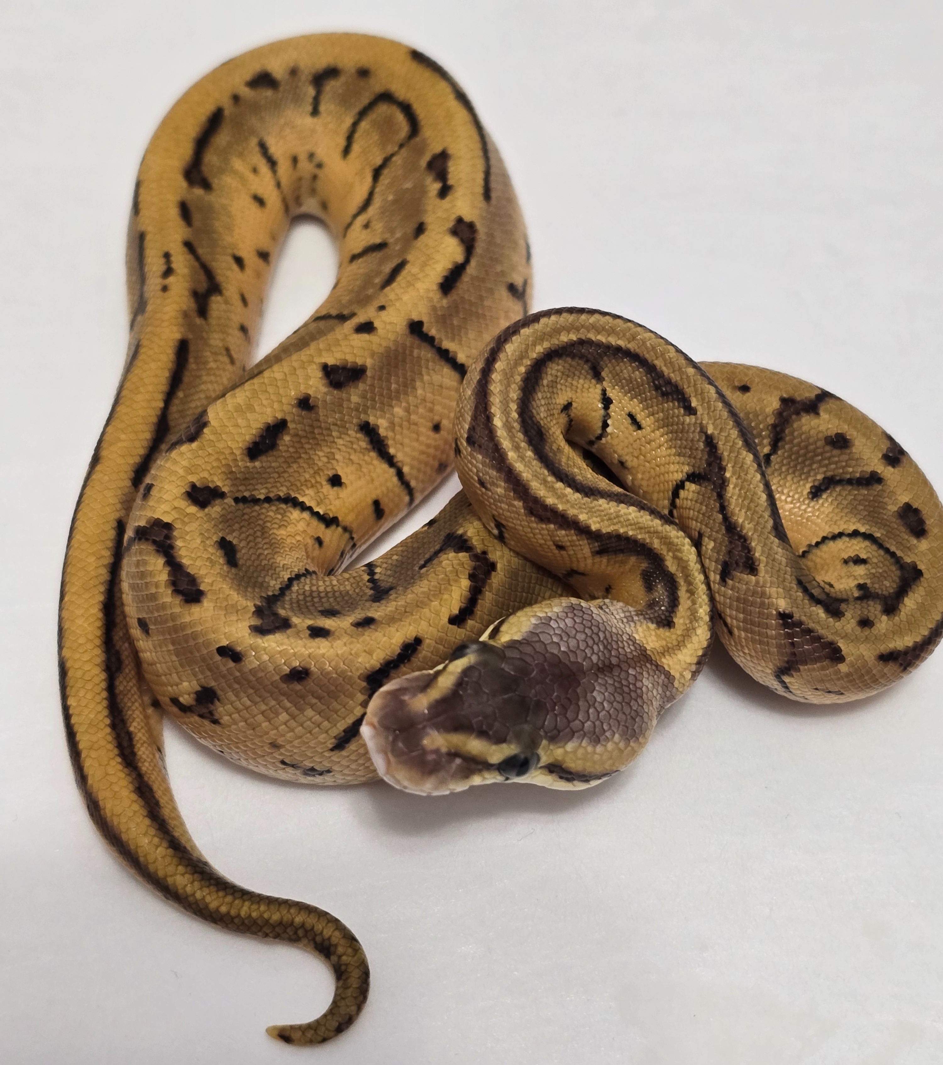 Lemonblast Orange Dream Leopard