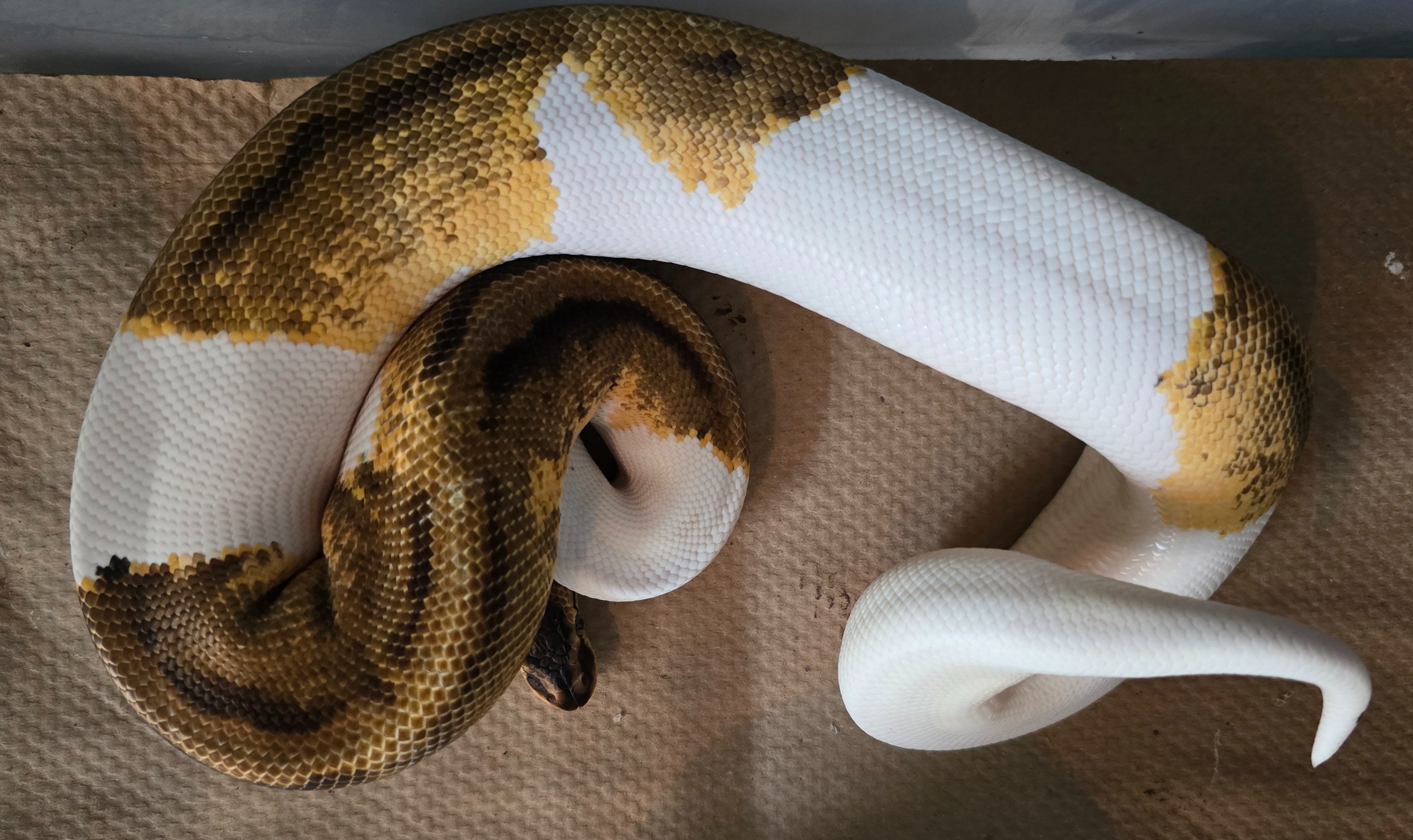 Pastel Enchi Pied OD Het Clown (Craig)