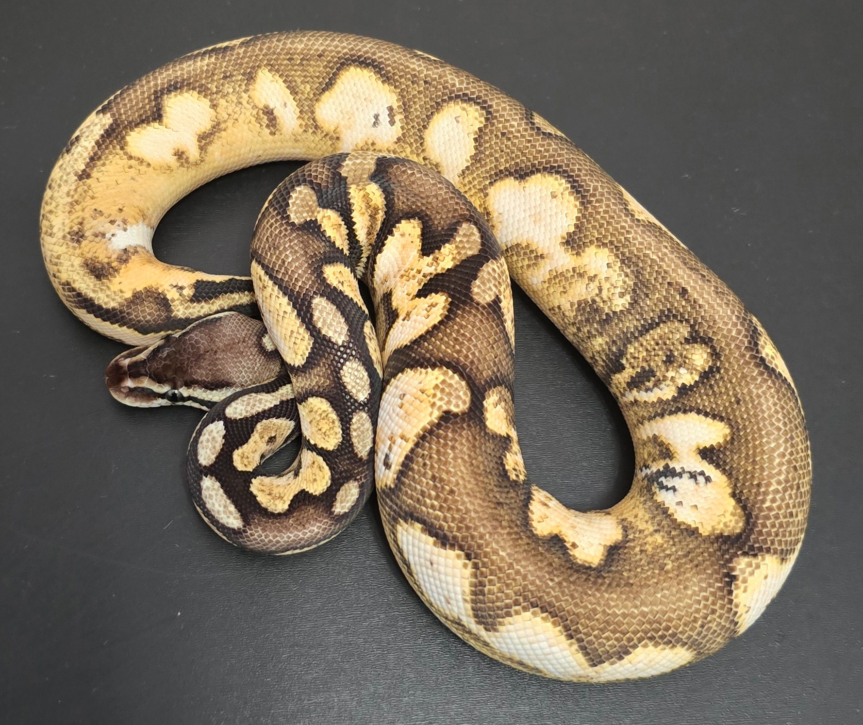 animal image