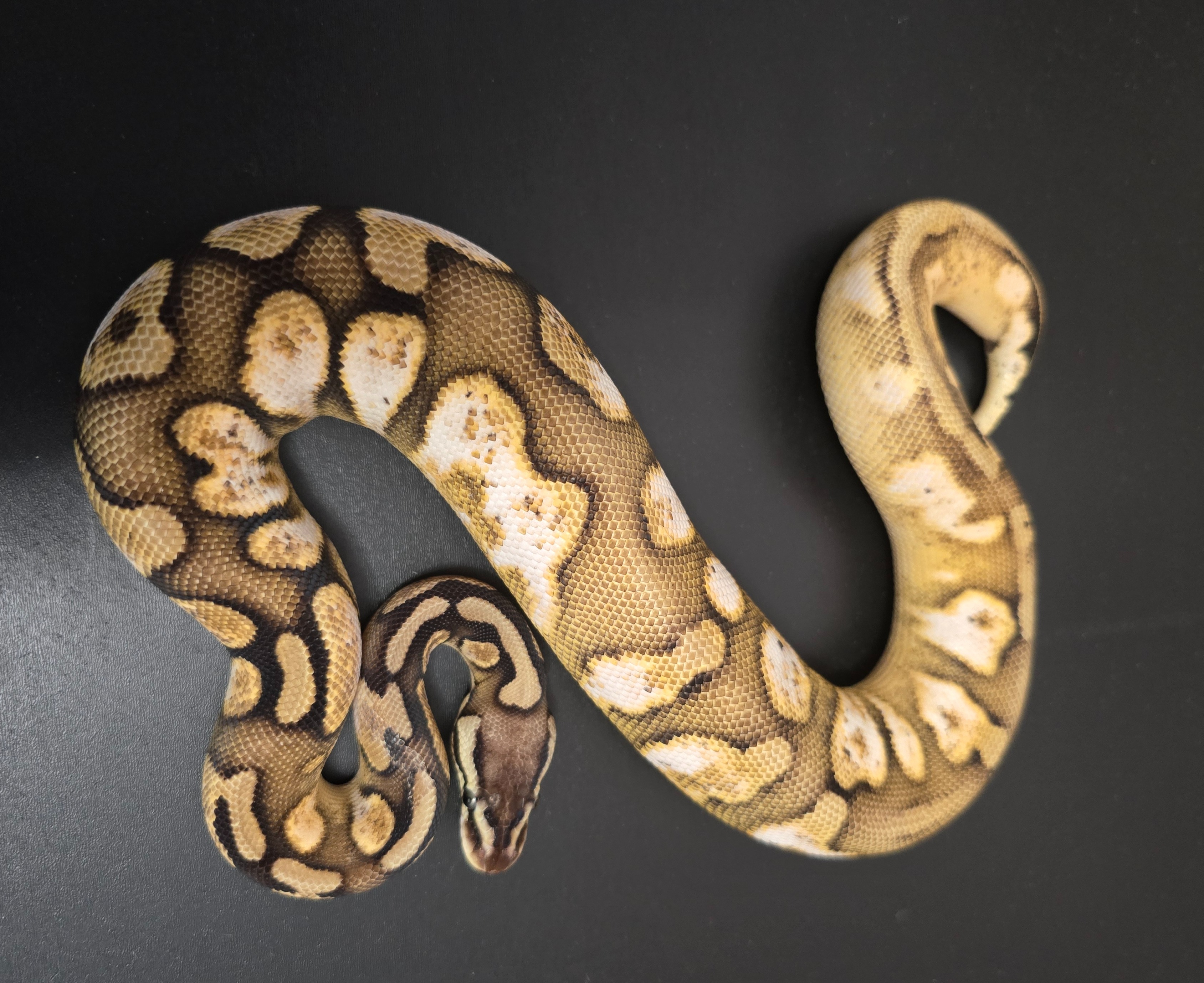 animal image