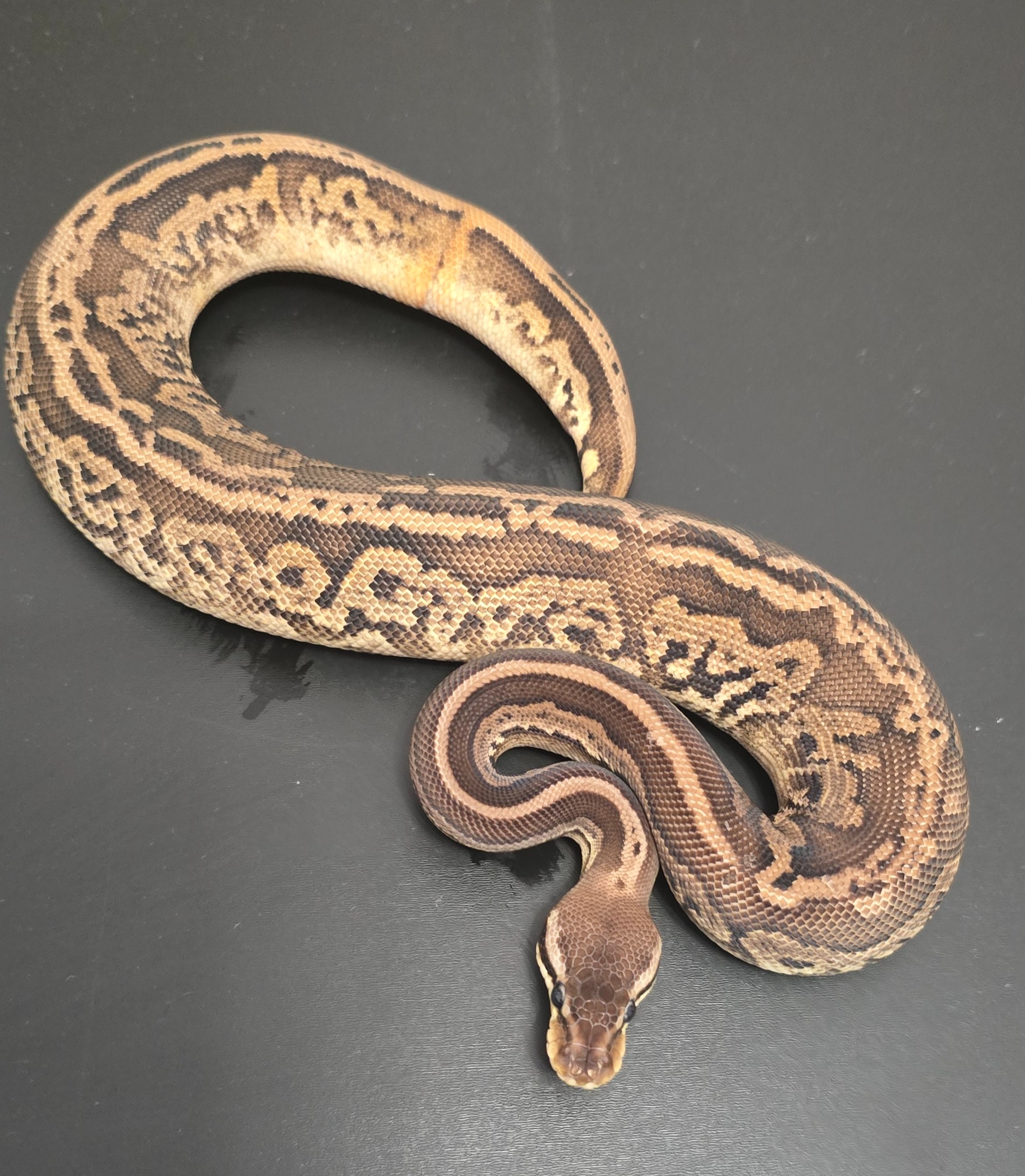 animal image