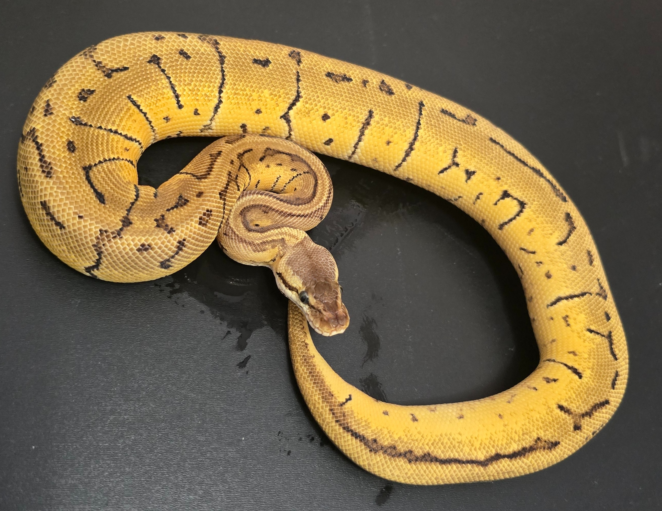 animal image