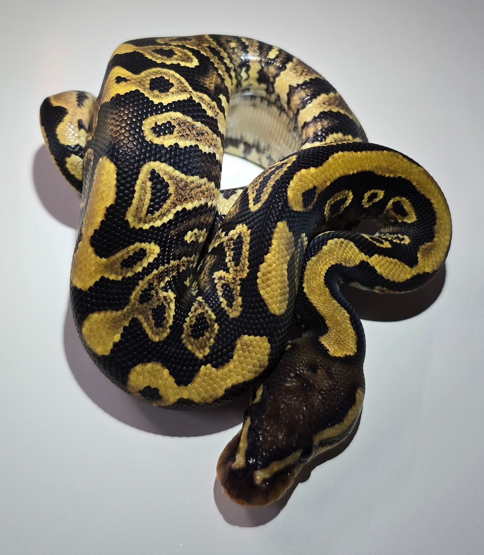 animal image