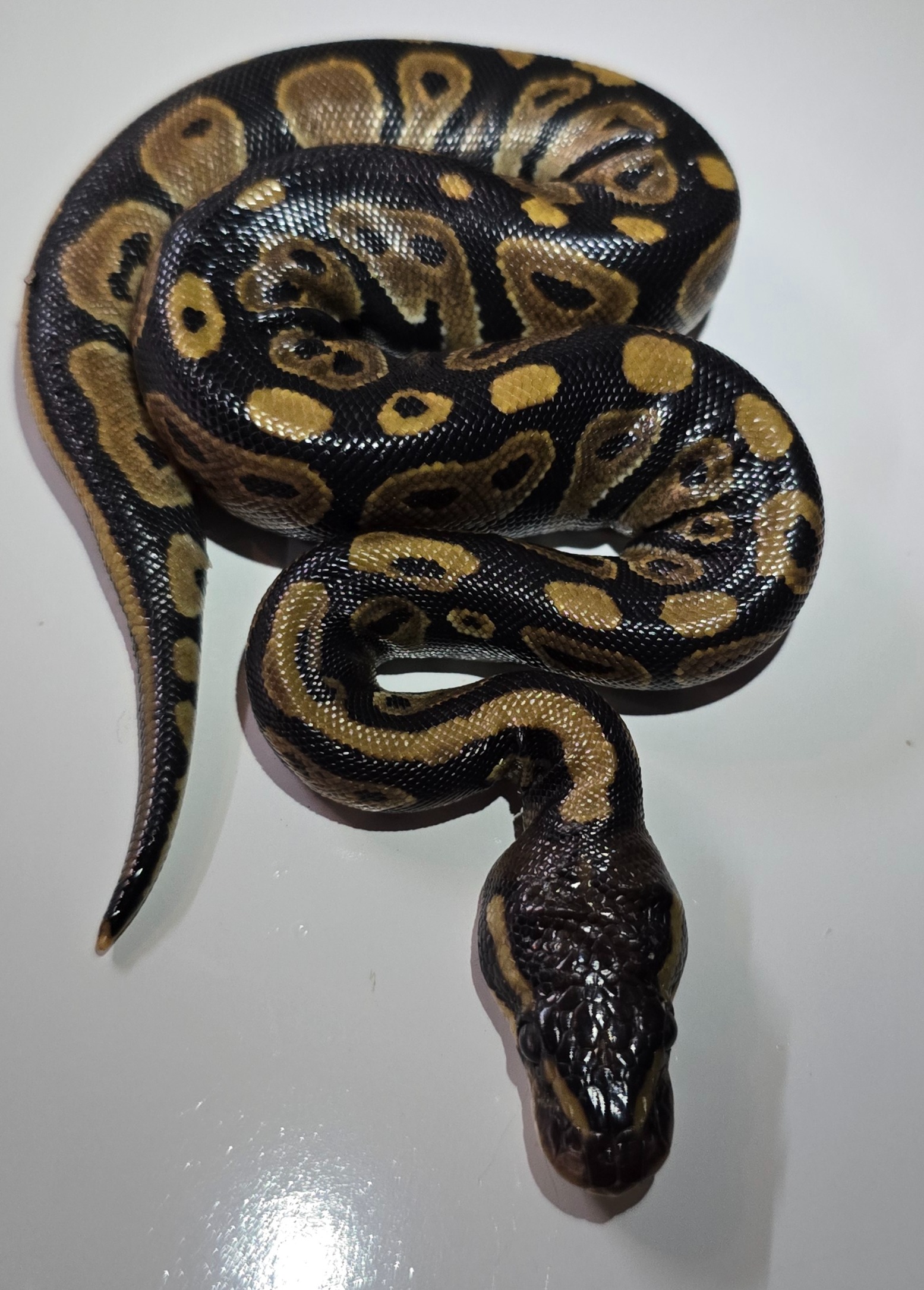 animal image