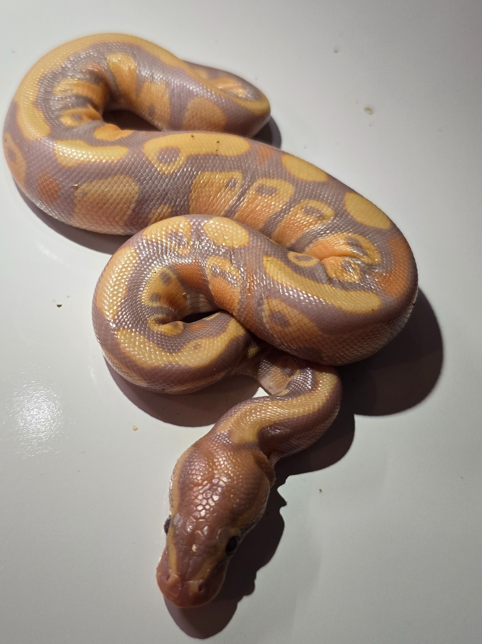 animal image