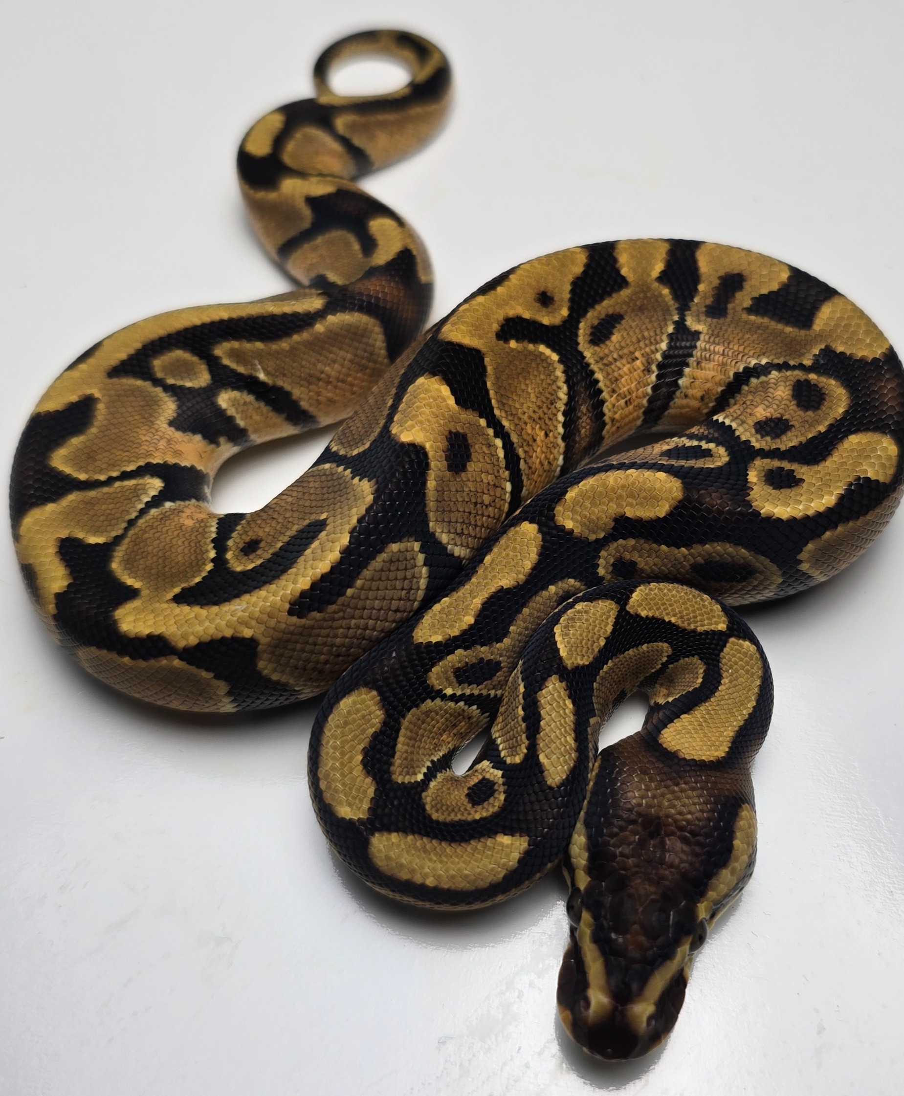 animal image