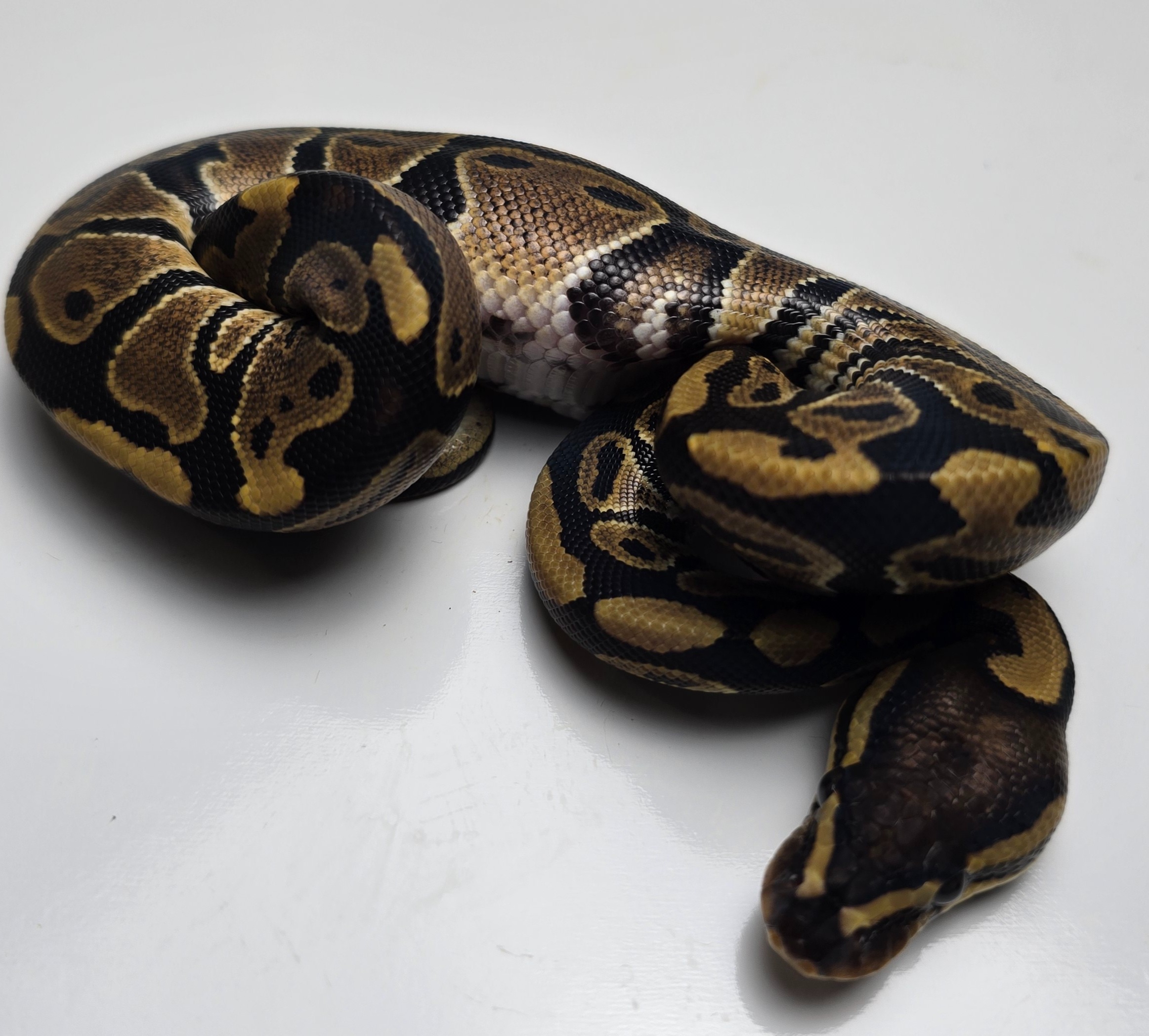 animal image