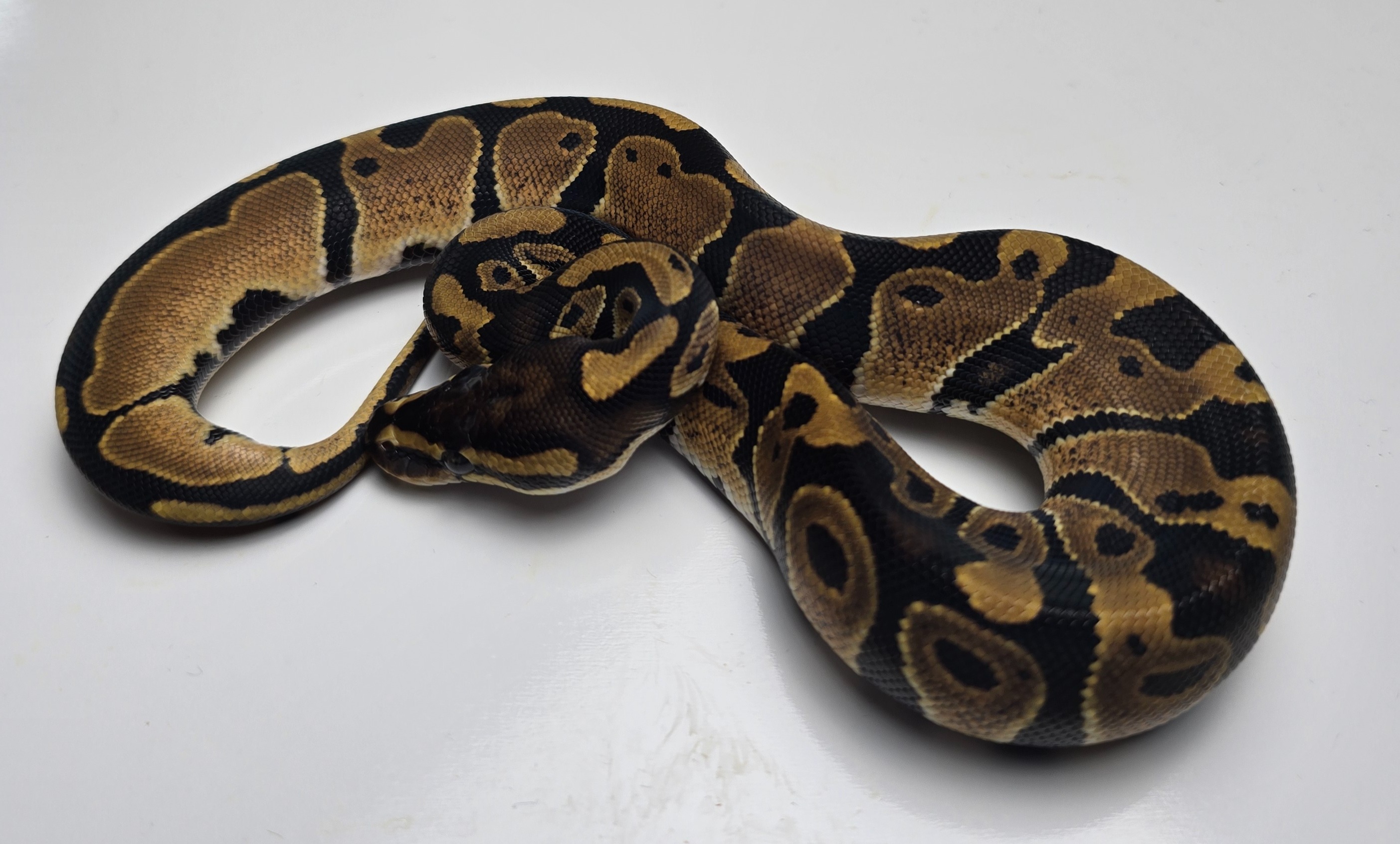 animal image