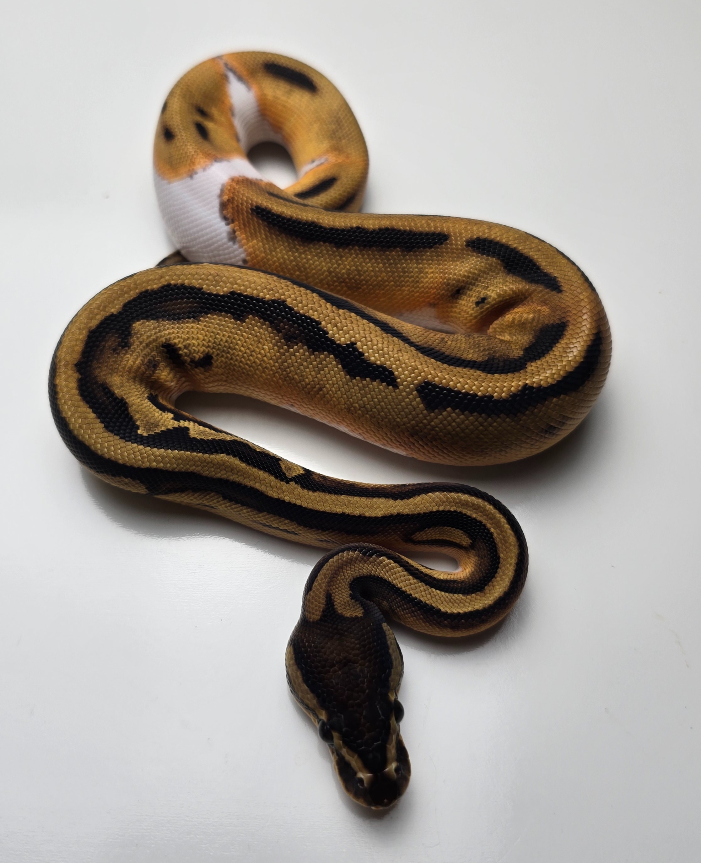 animal image