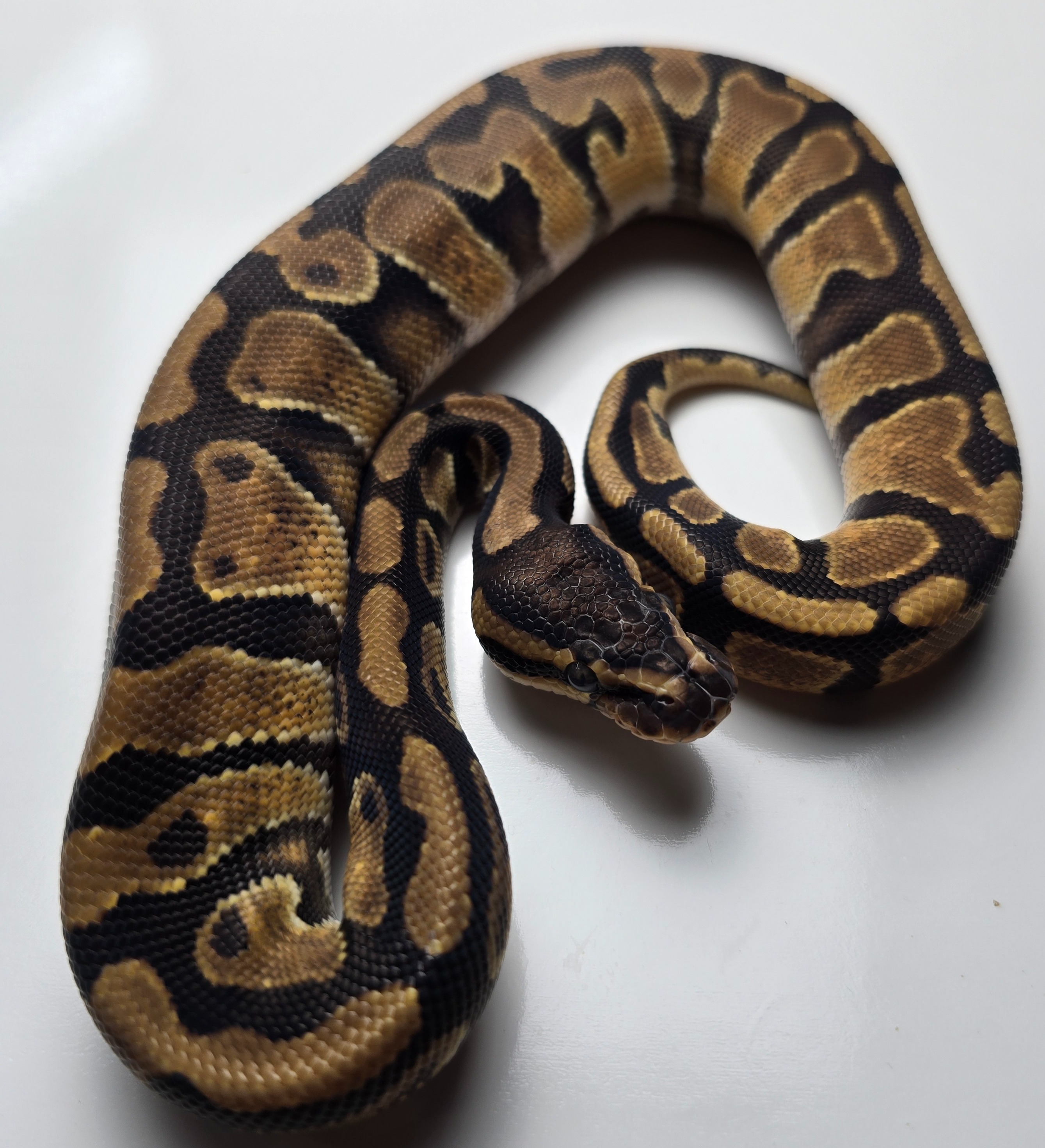 animal image