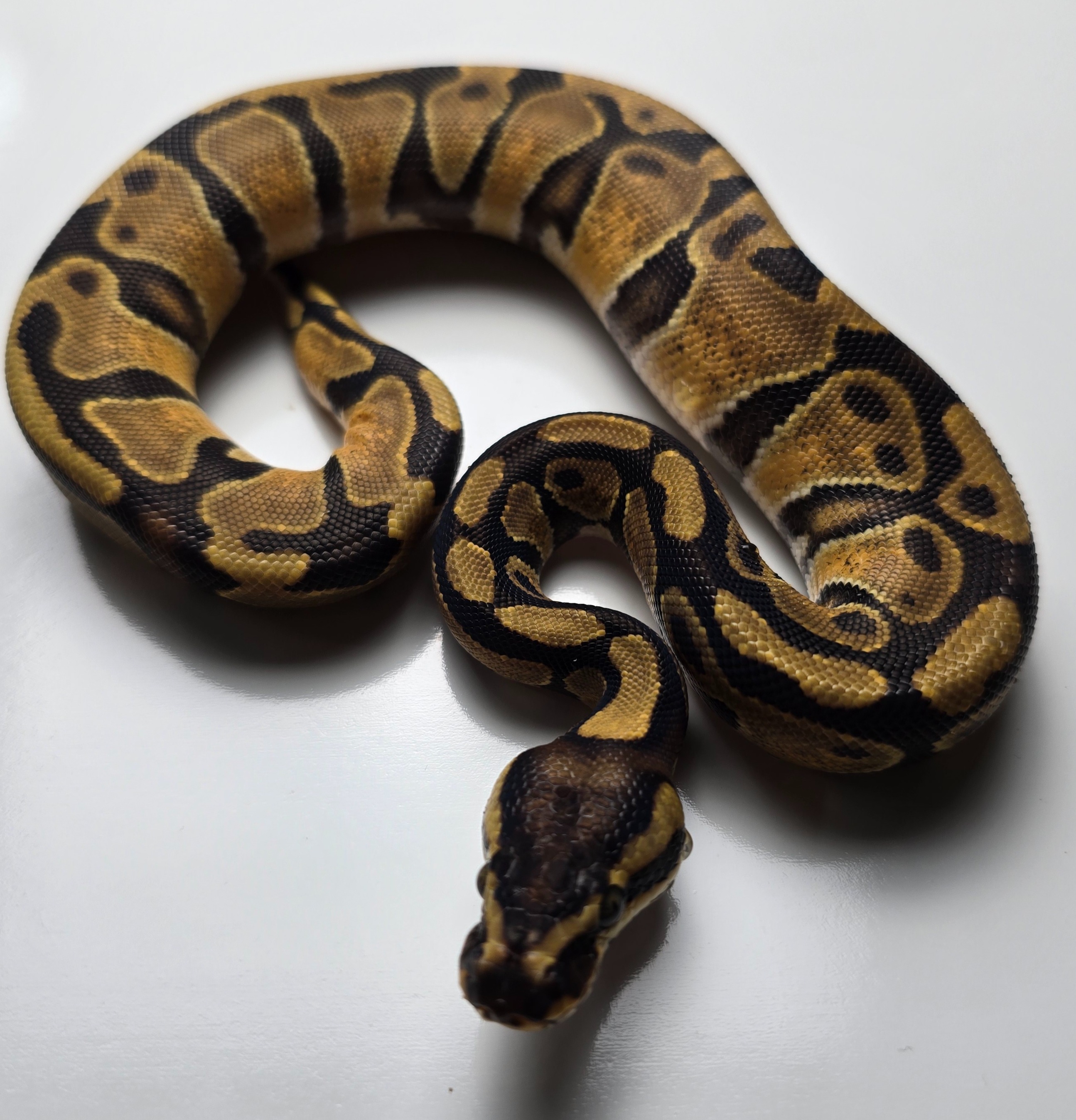animal image