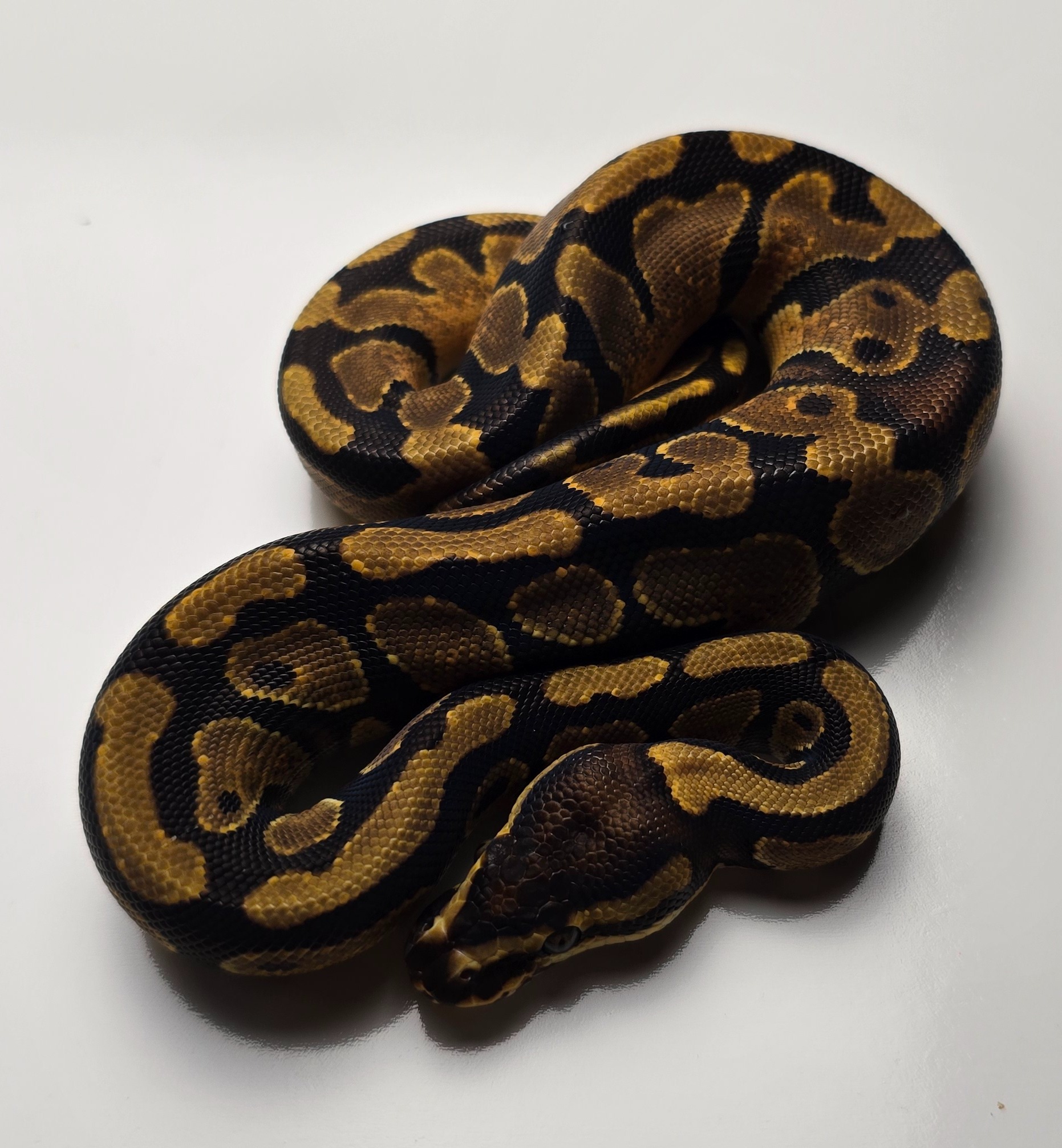 animal image