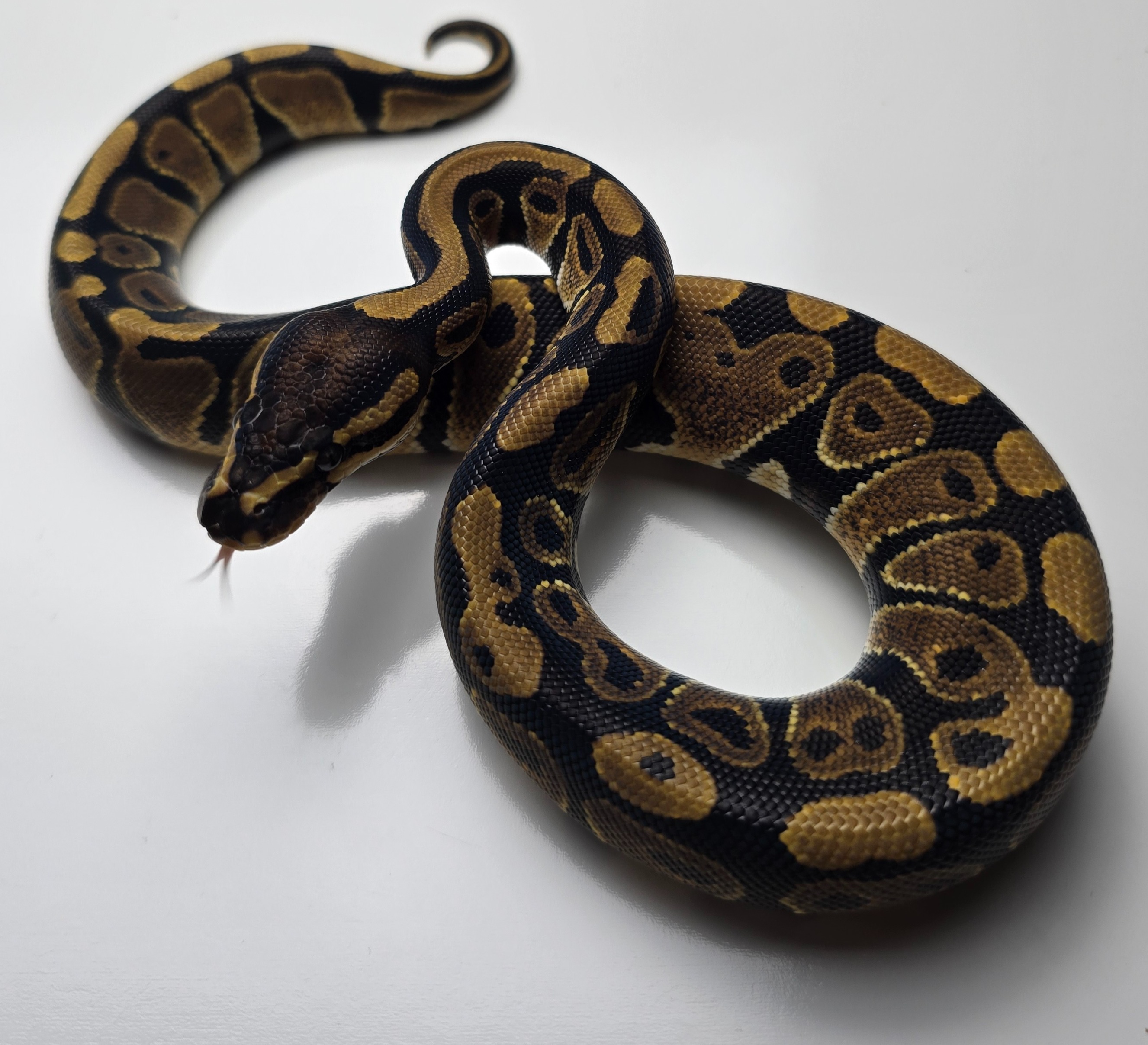 animal image
