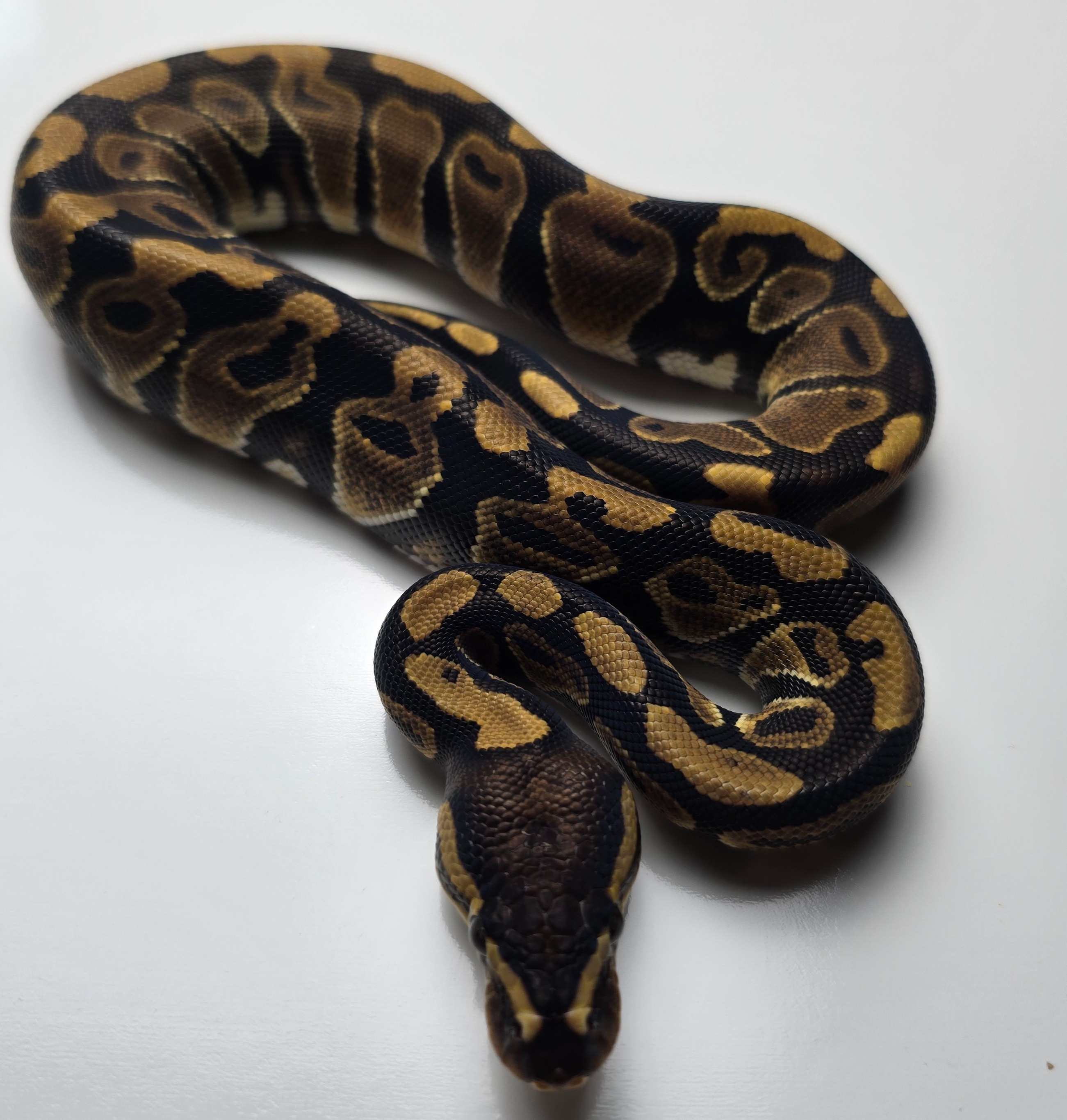 animal image