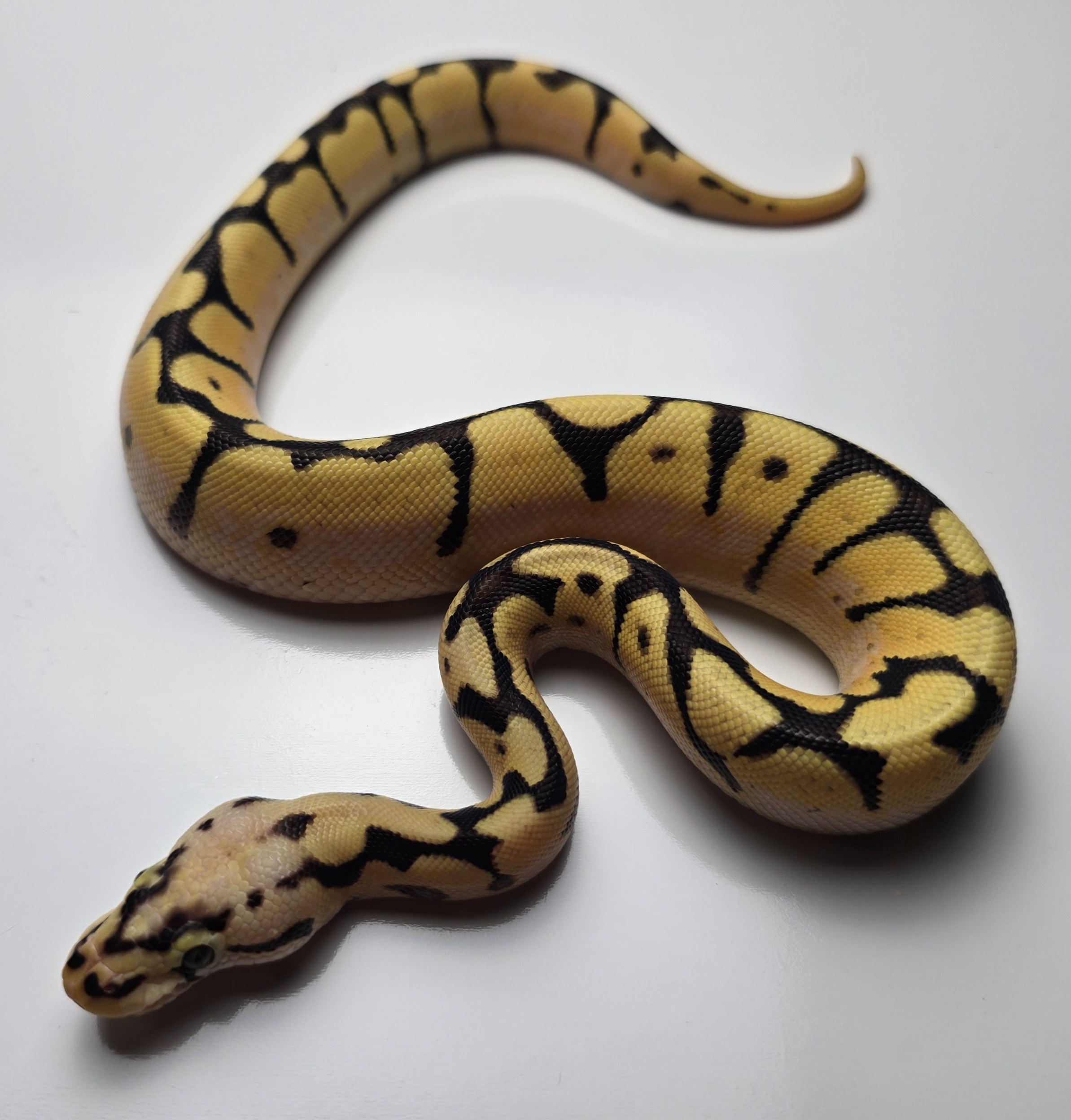 animal image